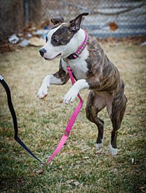 Wednesday’s Foster Dog: Meet Julliard, An Adoptable Dog in St. Louis!