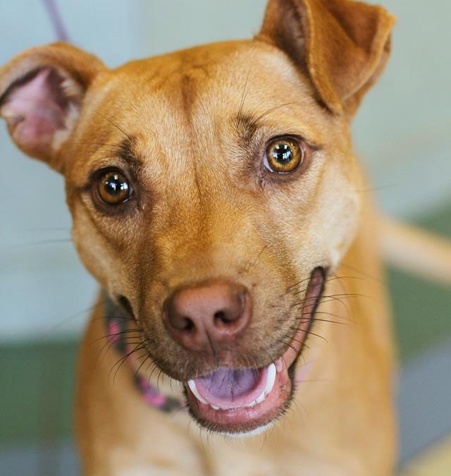 Adoptable Dog in St. Louis: Meet Mellie! – Gateway Pet Guardians