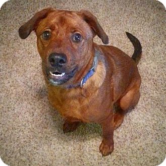 adoptable dog in st louis mackie