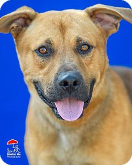 Meet Wes, An Adoptable Dog in St. Louis!