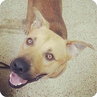 adoptable-dog-in-st-louis-wes