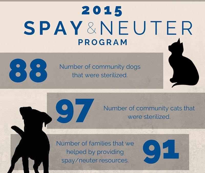 Reducing Pet Overpopulation, One Spay at a Time