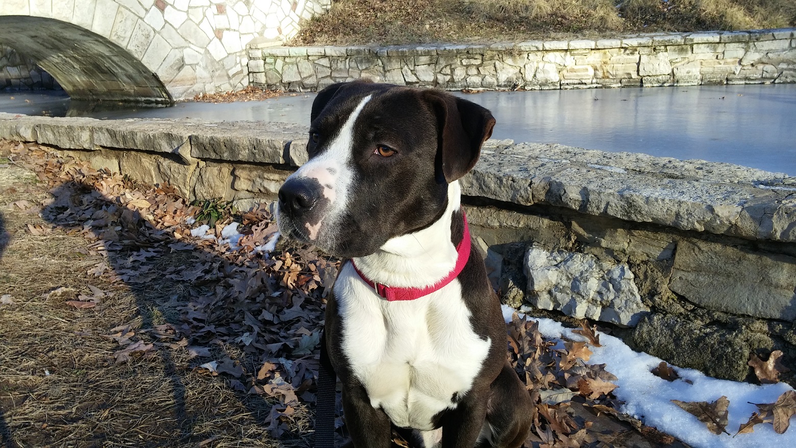 adoptable dog in st louis dooley