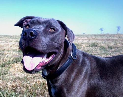 Friday’s Foster Dog: Meet Zeus, An Adoptable Dog in St. Louis!