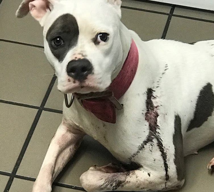 East Side Pet Crisis Fund: Sky’s Story