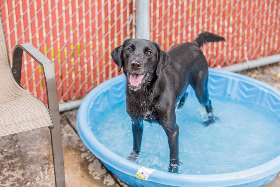 Keeping Pets Cool in the Summer Heat