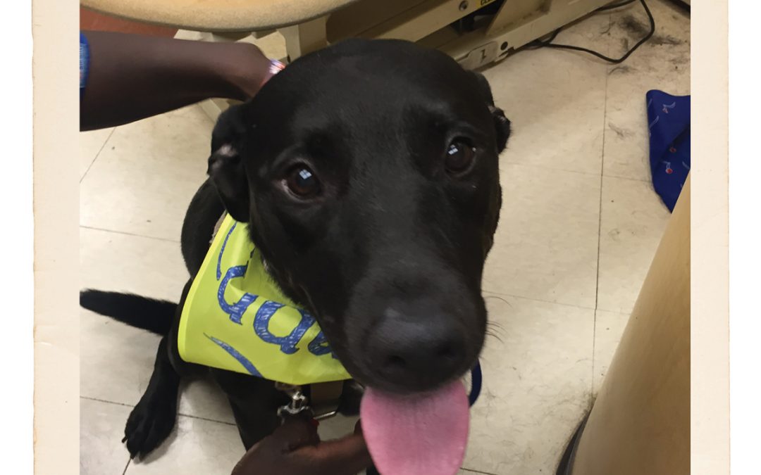 Meet Beckett—An Adoptable Dog in St. Louis!