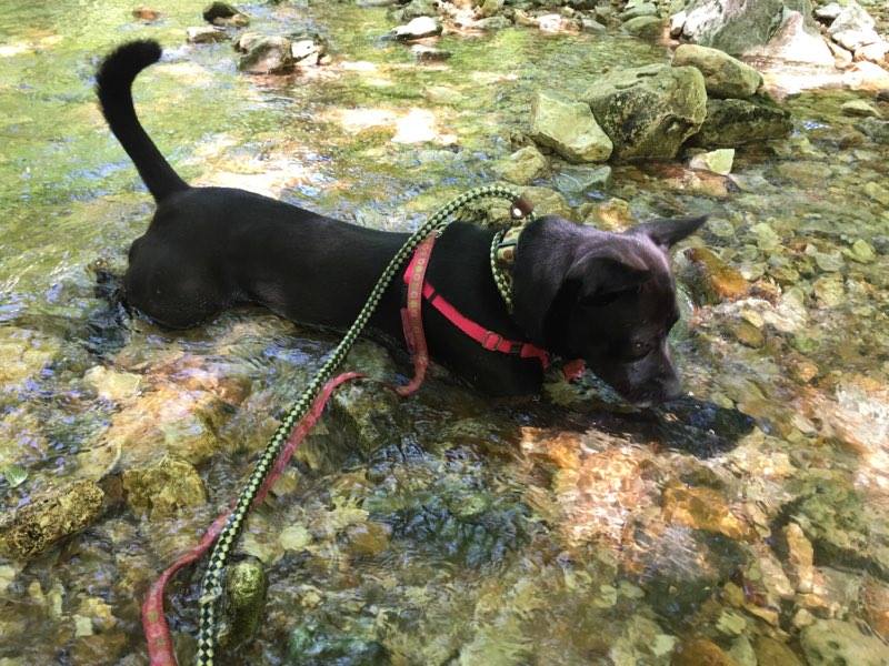 Adoptable Baby Bella at Green Rock Trail at Rockwoods Reservation
