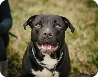 An Adoptable Dog in St. Louis – Meet Billie!