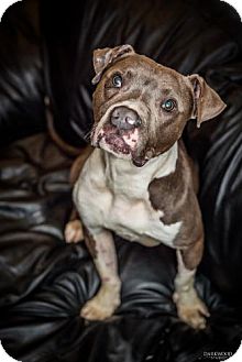 Blue, An Adoptable Dog in St. Louis!
