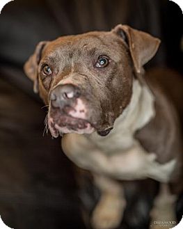 blue-an-adoptable-dog-in-st-louis