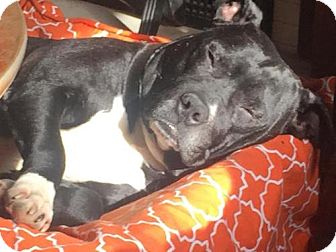 An Adoptable Dog in St. Louis – Meet Boone!