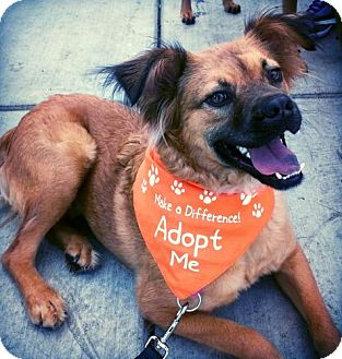 Adoptable dog in St. Louis: Meet Chops!