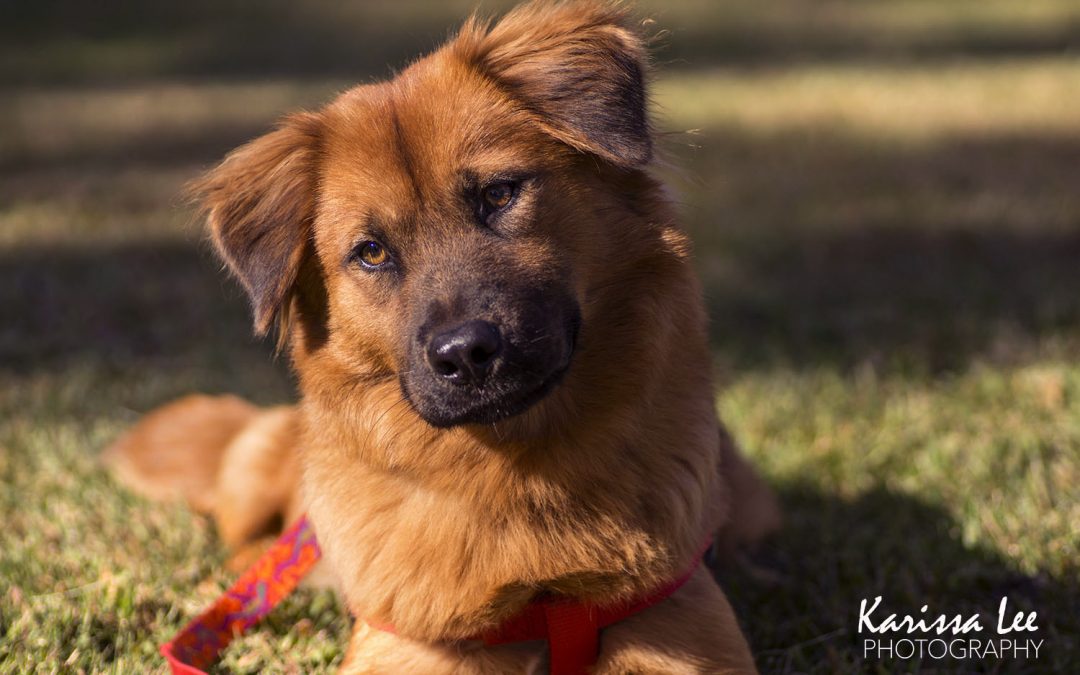 Meet Cersei—An Adoptable Dog in St. Louis