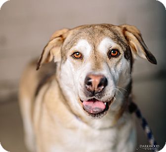 An Adoptable Dog in St. Louis – Meet Dodger!
