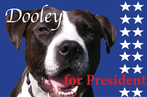 Adoptable Dog in St. Louis – Meet Dooley!