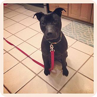 Meet Dug – An Adoptable Dog in St. Louis!