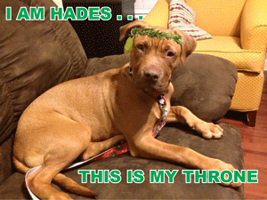 Adoptable Dog in St. Louis – Meet Hades!