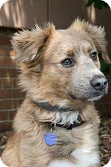 Adoptable Dog in St. Louis – Meet Fagen!
