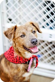 Adoptable dogs in st. louis