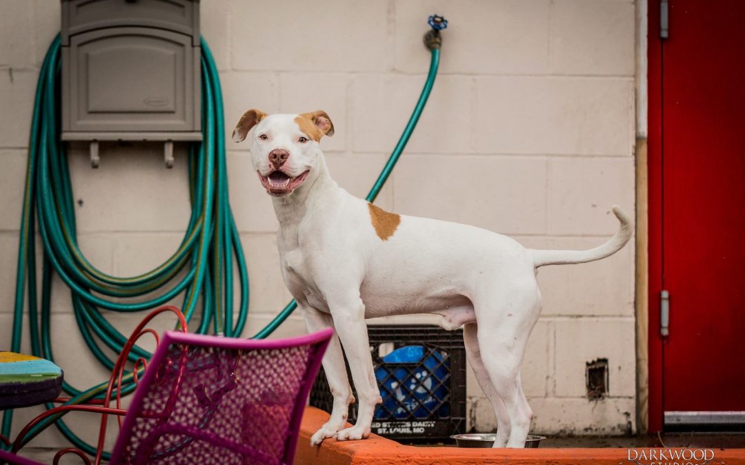 Meet Griswold—An Adoptable Dog in St. Louis!