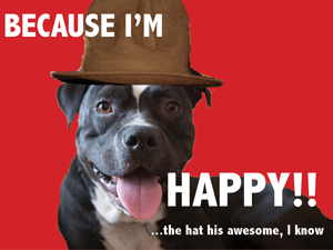 Adoptable Dog in St. Louis – Meet Happy!