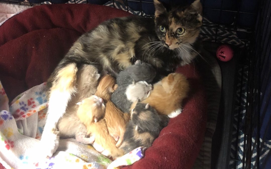 Mama Cat Accepts Two Orphan Kittens as Her Own
