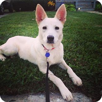 Adoptable Dog in St. Louis: Meet Mindy!