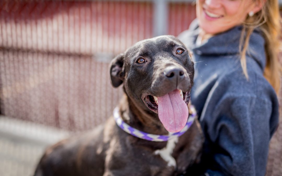 Meet Movado – An Adoptable Dog in St. Louis