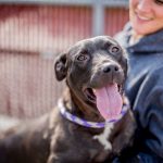 adoptable dogs in st. louis