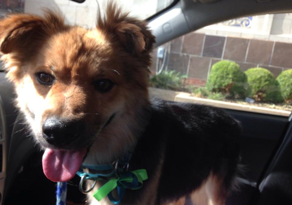 Wednesday’s Adoptable Dog of the Day – Meet Popeye!