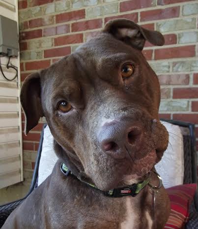 Rocko – An Adoptable Dog in St. Louis!