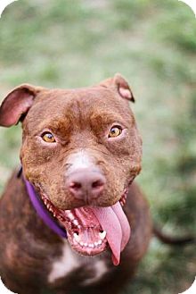 rocko-an-adoptable-dog-in-st-louis