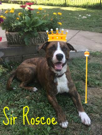 Sir Roscoe – An Adoptable Dog in St. Louis!