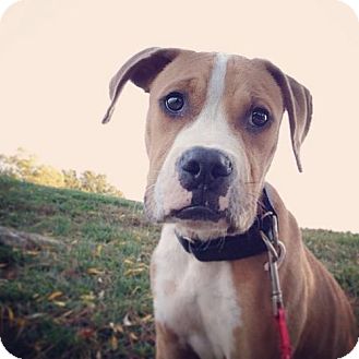 smudge-an-adoptable-dog-in-st-louis