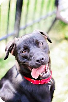 Meet Storm! – Wednesday’s St. Louis Adoptable Dog of the Day