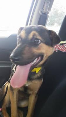 Adoptable Dog in St. Louis: Meet Tiana!