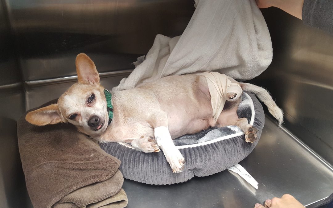 East Side Pet Crisis Fund: Toby’s Story