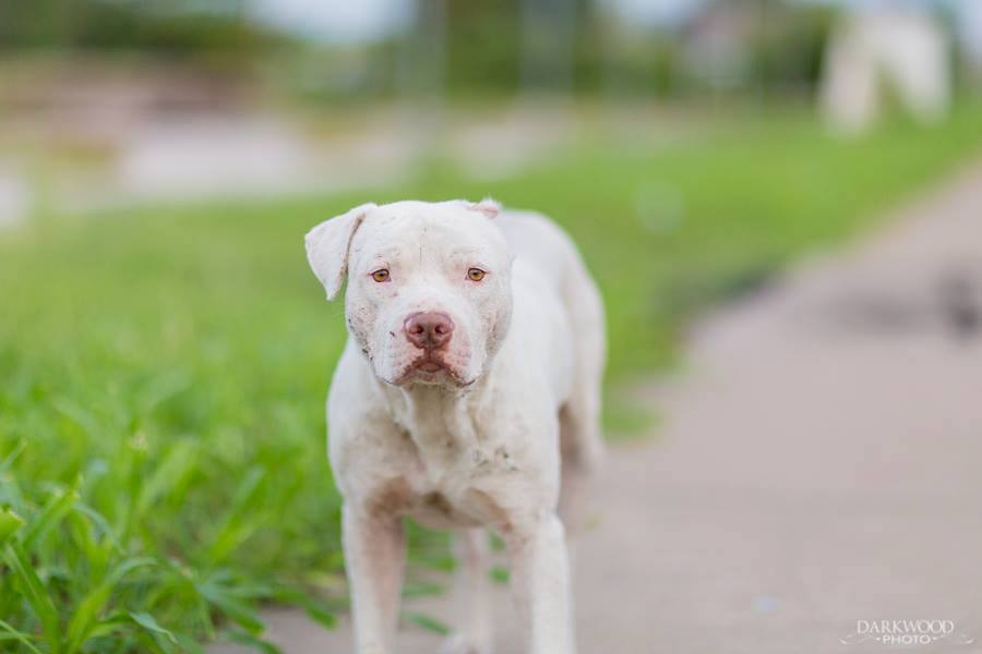 Meet Van Gogh: A Gateway Pet Guardians Adoptable Dog