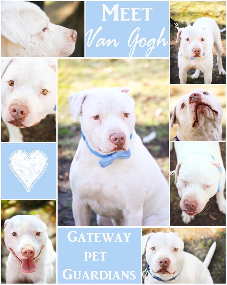 Gateway pet guardians
