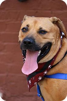 Meet Wes – An Adoptable Dog in St. Louis!