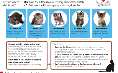 Kitten Season is Right Around the Corner: Obstacles During COVID-19