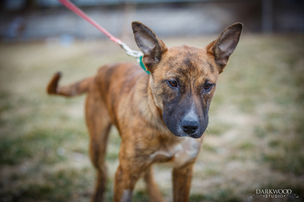 Adoptable Dog in St. Louis: Meet Bunkum (Bunky)!