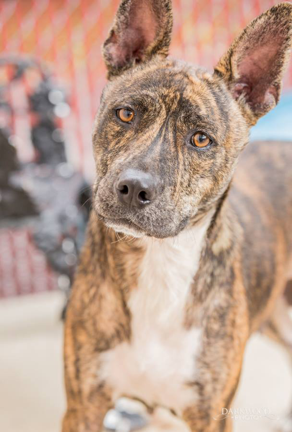 Adoptable Dog in St. Louis: Meet Calamity!
