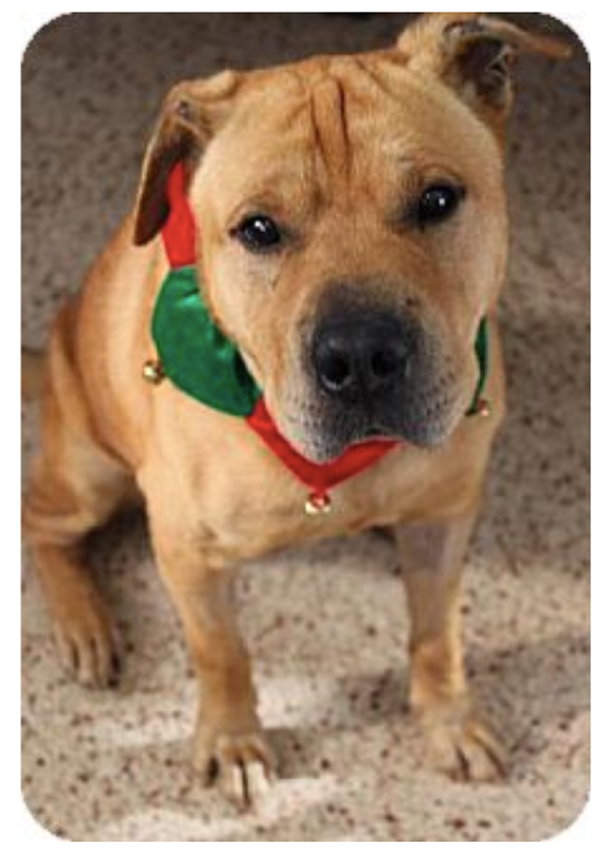 Monday’s Shelter Dog: Meet Franco, An Adoptable Dog in St. Louis!!