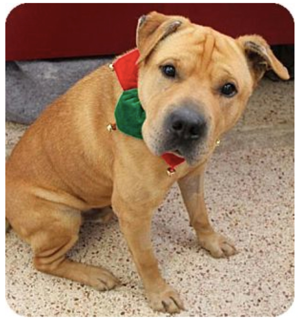 Monday’s Shelter Dog: Meet Franco, An Adoptable Dog in St. Louis!!