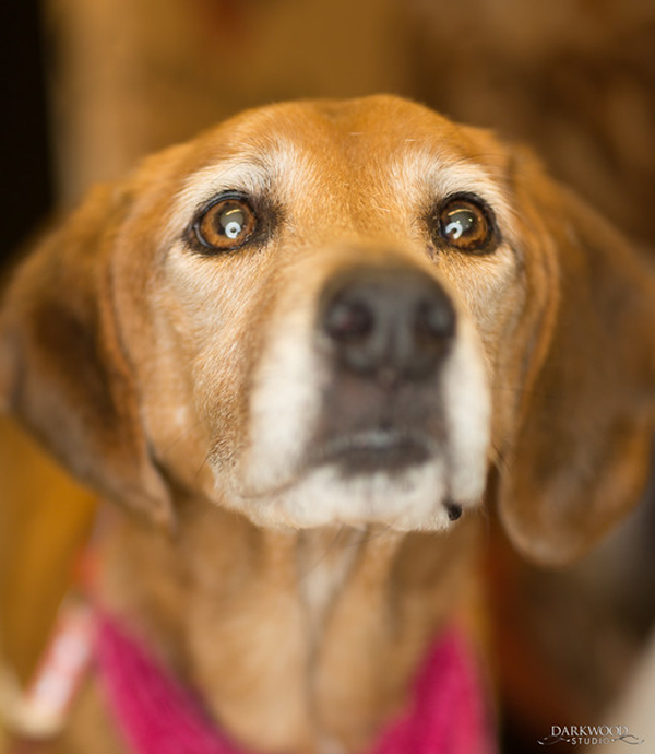 Adoptable Dog in St. Louis: Meet Gertie!