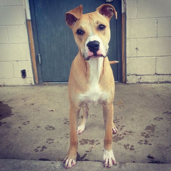Adoptable dog in St. Louis - Navid