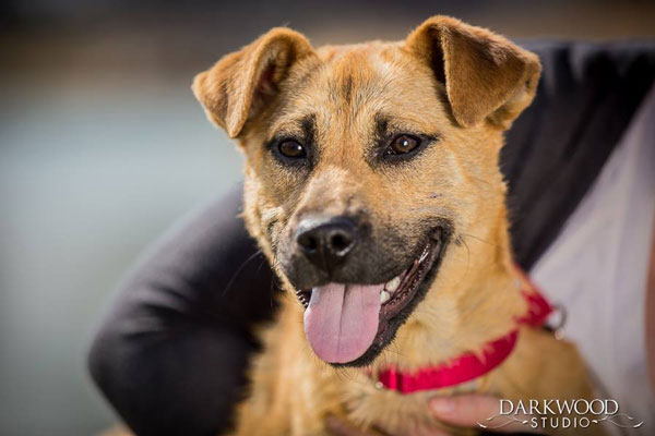 Meet Alley, An Adoptable Dog in St. Louis