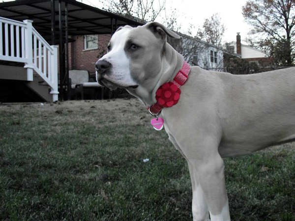 Adoptable Dog in St. Louis: Meet Apple!